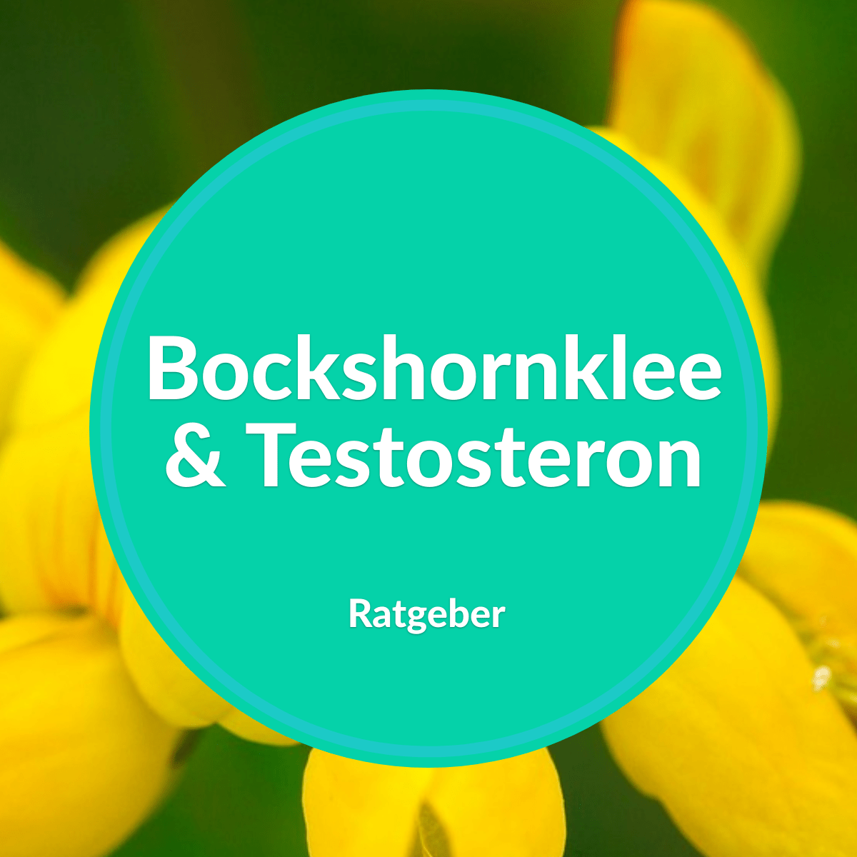 testosteron bockshornklee